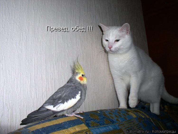 Превед, обед !!!... Котоматрица: Превед, обед !!!