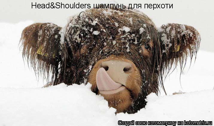 Котоматрица: Head&Shoulders шампунь для перхоти