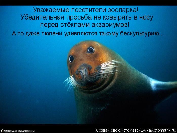 Уважаемые посетители зоопарка! Убедительная просьба не ковырять в носу перед стёклами аквариумов! А ... Котоматрица: Уважаемые посетители зоопарка! Убедительная просьба не ковырять в носу перед стёклами аквариумов! А то даже тюлени удивляются такому беск