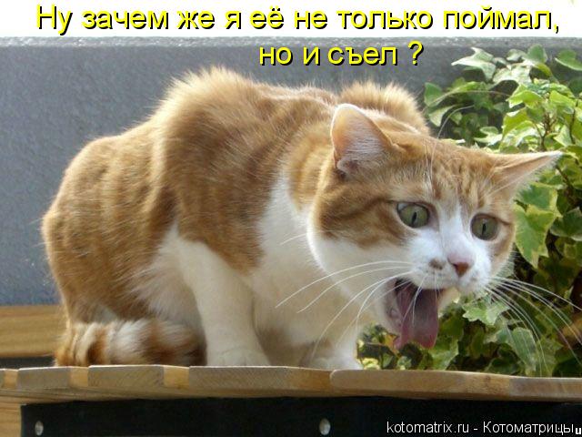 Ну зачем же я её не только поймал, но и съел ?... Котоматрица: Ну зачем же я её не только поймал, но и съел ?