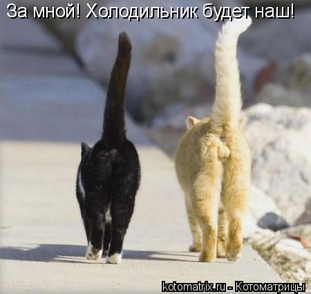 Котоматрица: За мной! Холодильник будет наш!