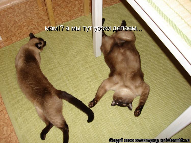 Котоматрица: мам!? а мы тут уроки делаем...
