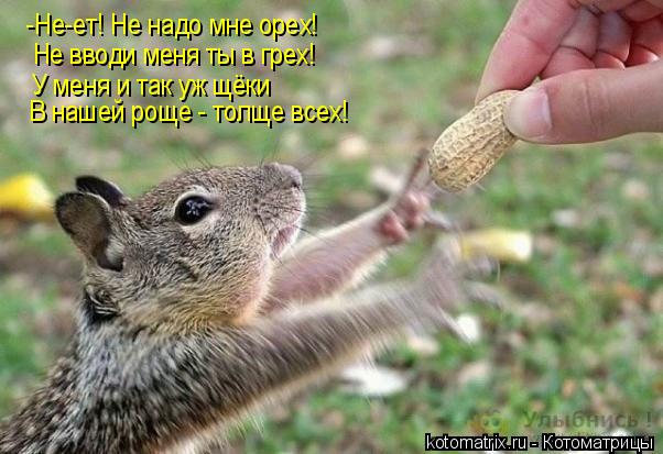 -Не-ет! Не надо мне орех! Не вводи меня ты в грех! У меня и так уж щёки В нашей роще - толще всех!... Котоматрица: -Не-ет! Не надо мне орех! Не вводи меня ты в грех! У меня и так уж щёки В нашей роще - толще всех!