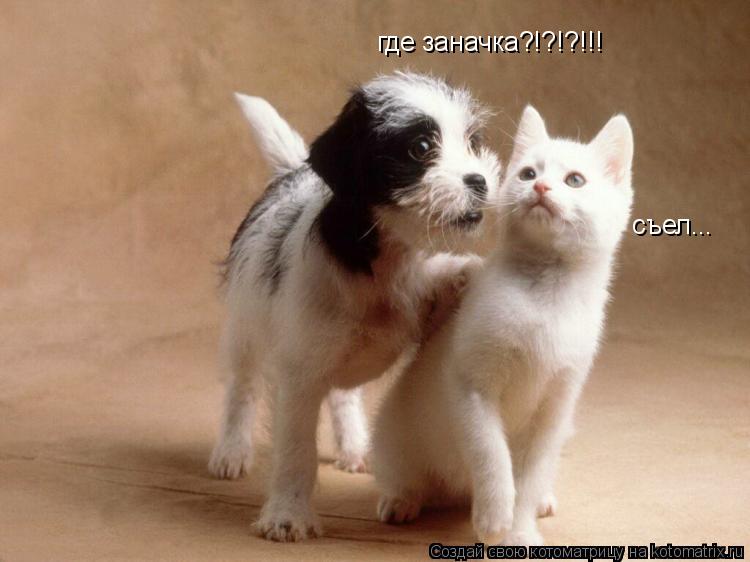 Котоматрица: где заначка?!?!?!!!  съел...