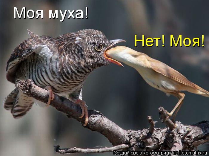 Моя муха! Нет! Моя!... Котоматрица: Моя муха! Нет! Моя!