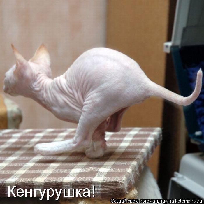 Кенгурушка!... Котоматрица: Кенгурушка!