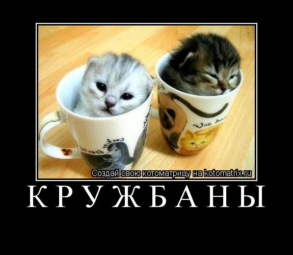 Котоматрица: Кружбаны 
