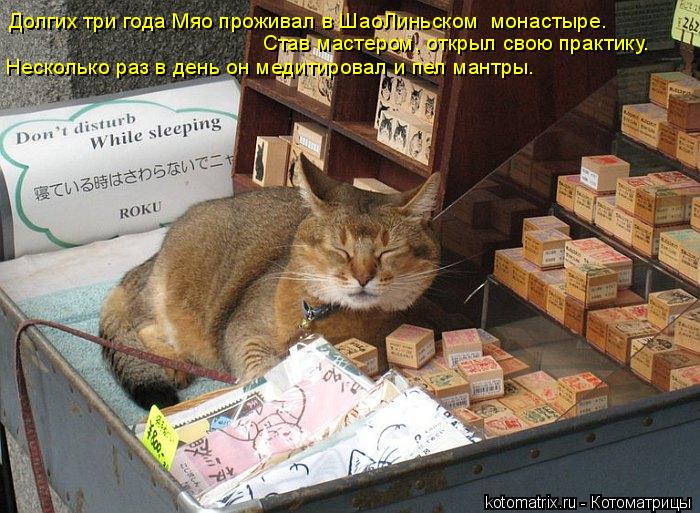 Долгих три года Мяо проживал в ШаоЛиньском монастыре. Став мастером, открыл свою практику. Нескольк... Котоматрица: Долгих три года Мяо проживал в ШаоЛиньском монастыре. Став мастером, открыл свою практику. Несколько раз в день он медитировал и пел мантр
