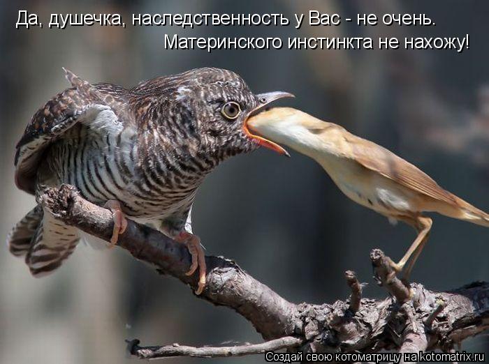 Да, душечка, наследственность у Вас - не очень. Материнского инстинкта не нахожу!... Котоматрица: Да, душечка, наследственность у Вас - не очень. Материнского инстинкта не нахожу!