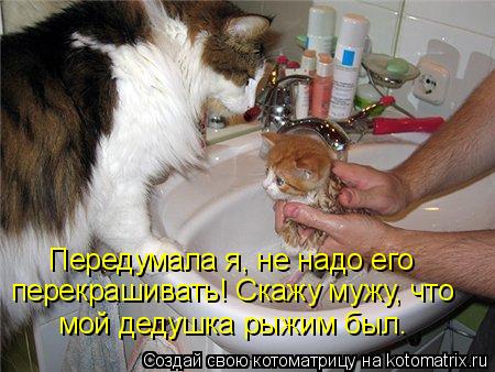 Передумала я, не надо его перекрашивать! Скажу мужу, что мой дедушка рыжим был.... Котоматрица: Передумала я, не надо его перекрашивать! Скажу мужу, что мой дедушка рыжим был.