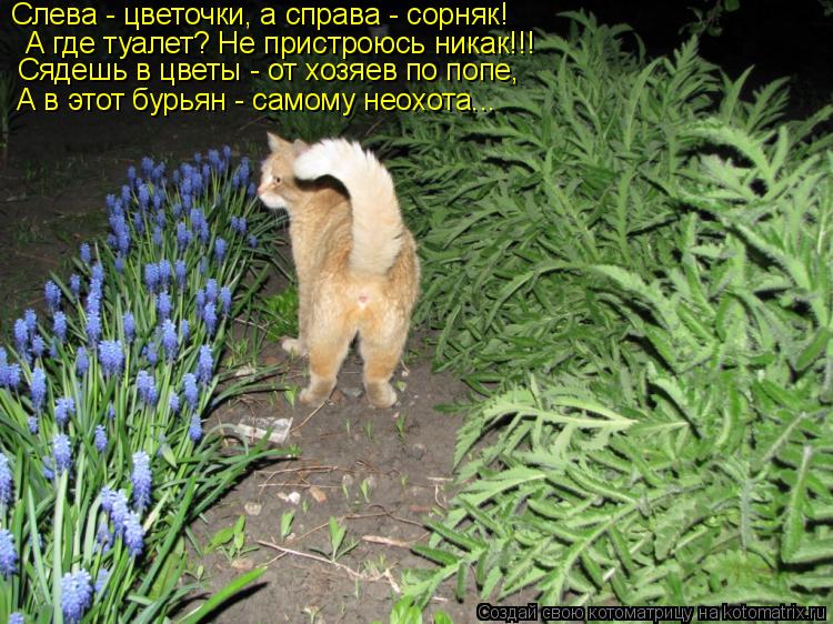 Слева - цветочки, а справа - сорняк! А где туалет? Не пристроюсь никак!!! Сядешь в цветы - от хозяев ... Котоматрица: Слева - цветочки, а справа - сорняк! А где туалет? Не пристроюсь никак!!! Сядешь в цветы - от хозяев по попе, А в этот бурьян - самому неохота...