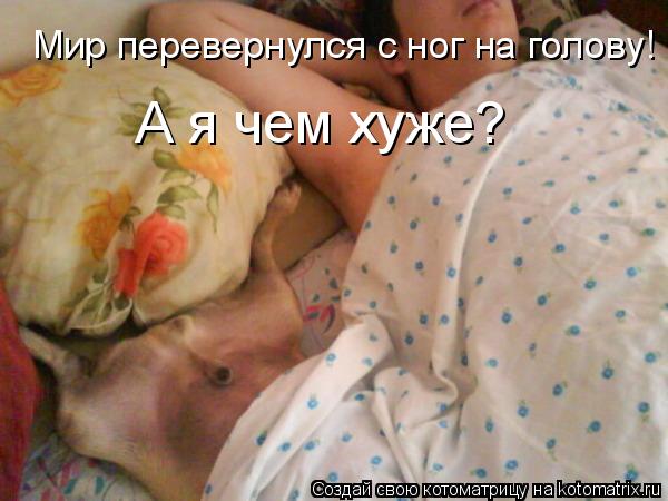 Мир перевернулся с ног на голову! А я чем хуже?... Котоматрица: Мир перевернулся с ног на голову! А я чем хуже?