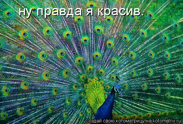 ну правда я красив.... Котоматрица: ну правда я красив.
