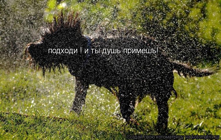 подходи ! и ты душь примешь!... Котоматрица: подходи ! и ты душь примешь!