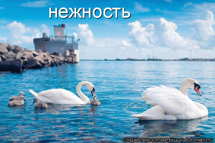 нежность... Котоматрица: нежность