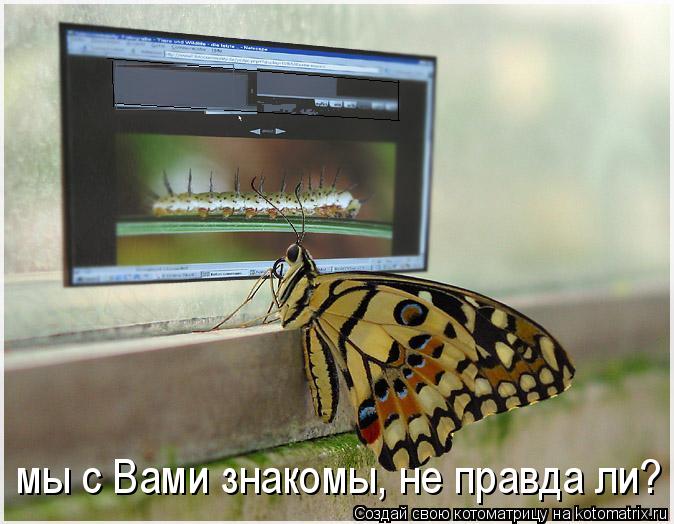 мы с Вами знакомы, не правда ли?... Котоматрица: мы с Вами знакомы, не правда ли?