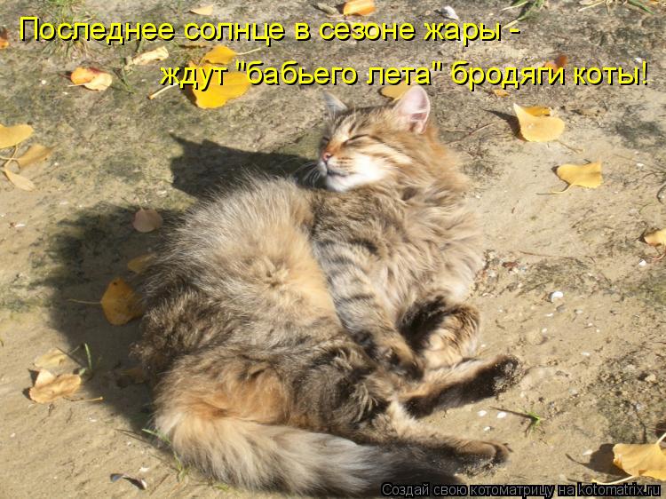 Последнее солнце в сезоне жары - ждут "бабьего лета" бродяги коты!... Котоматрица: Последнее солнце в сезоне жары - ждут "бабьего лета" бродяги коты!