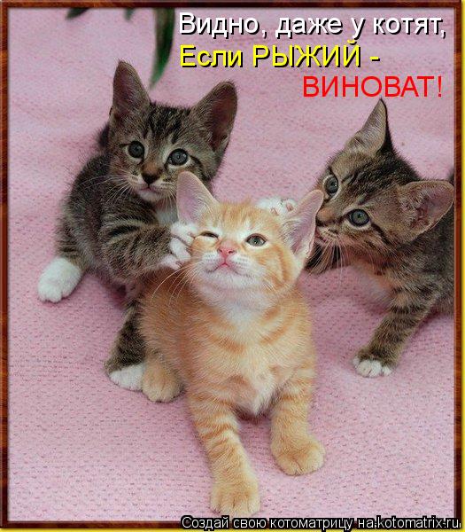 Видно, даже у котят, Если РЫЖИЙ - ВИНОВАТ!... Котоматрица: Видно, даже у котят, Если РЫЖИЙ - ВИНОВАТ!