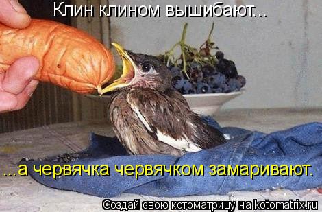 Котоматрица: Клин клином вышибают... ...а червячка червячком замаривают.