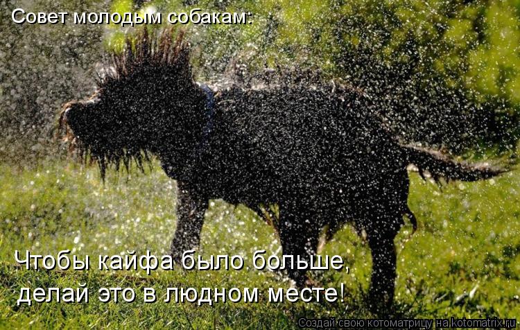 Совет молодым собакам: Чтобы кайфа было больше, делай это в людном месте!... Котоматрица: Совет молодым собакам: Чтобы кайфа было больше, делай это в людном месте!