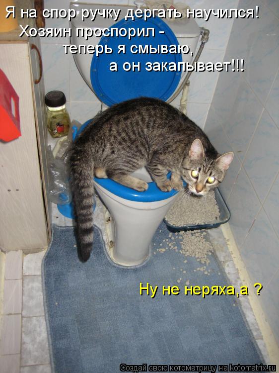 Хозяин проспорил - теперь я смываю, а он закапывает!!! Ну не неряха,а ? Я на спор ручку дергать нау... Котоматрица: Хозяин проспорил - теперь я смываю, а он закапывает!!! Ну не неряха,а ? Я на спор ручку дергать научился!