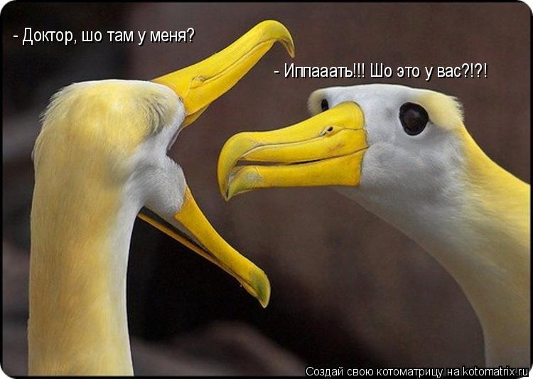 - Иппааать!!! Шо это у вас?!?! - Доктор, шо там у меня?... Котоматрица: - Иппааать!!! Шо это у вас?!?! - Доктор, шо там у меня?