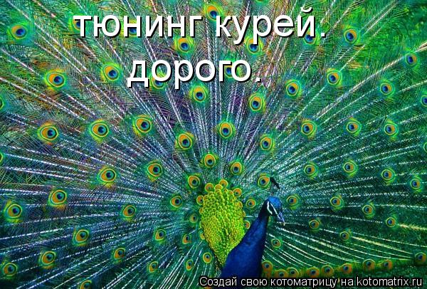 тюнинг курей. дорого.... Котоматрица: тюнинг курей. дорого.