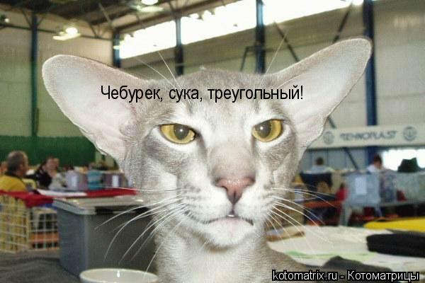 Чебурек, сука, треугольный!... Котоматрица: Чебурек, сука, треугольный!