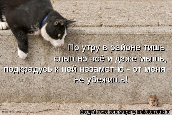 По утру в районе тишь, слышно всё и даже мышь, подкрадусь к ней незаметно - от меня не убежишь!... Котоматрица: По утру в районе тишь, слышно всё и даже мышь, подкрадусь к ней незаметно - от меня не убежишь!