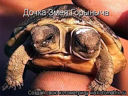 Дочка Змея Горыныча... Котоматрица: Дочка Змея Горыныча