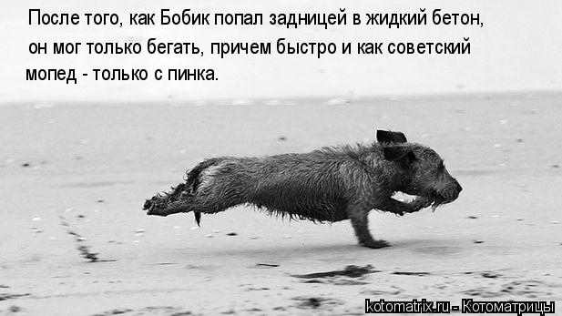 После того, как Бобик попал задницей в жидкий бетон, он мог только бегать, причем быстро и как советс... Котоматрица: После того, как Бобик попал задницей в жидкий бетон, он мог только бегать, причем быстро и как советский мопед - только с пинка.