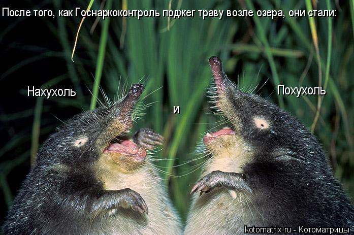 Нахухоль и Похухоль После того, как Госнаркоконтроль поджег траву возле озера, они стали:... Котоматрица: Нахухоль и Похухоль После того, как Госнаркоконтроль поджег траву возле озера, они стали: