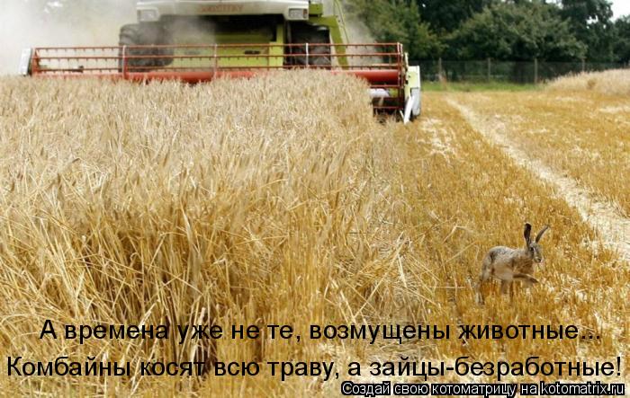 А времена уже не те, возмущены животные..… Комбайны косят всю траву, а зайцы-безработные!... Котоматрица: А времена уже не те, возмущены животные..… Комбайны косят всю траву, а зайцы-безработные!