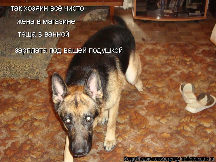 так хозяин всё чисто жена в магазине тёща в ванной зарплата под вашей подушкой... Котоматрица: так хозяин всё чисто жена в магазине тёща в ванной зарплата под вашей подушкой