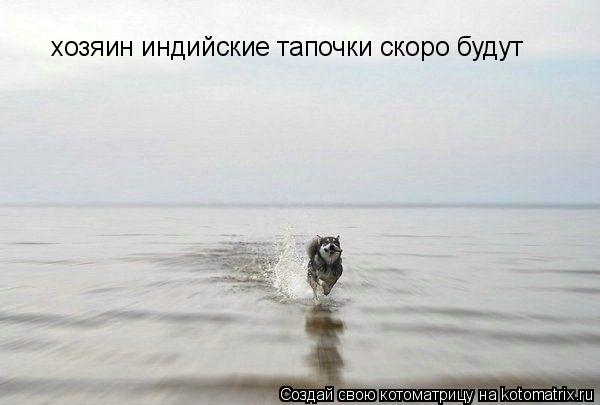 хозяин индийские тапочки скоро будут... Котоматрица: хозяин индийские тапочки скоро будут