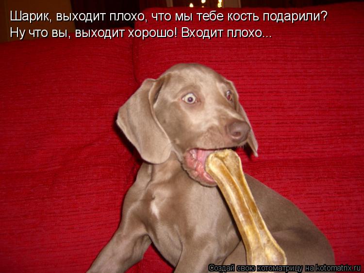 Шарик, выходит плохо, что мы тебе кость подарили? Ну что вы, выходит хорошо! Входит плохо...... Котоматрица: Шарик, выходит плохо, что мы тебе кость подарили? Ну что вы, выходит хорошо! Входит плохо...