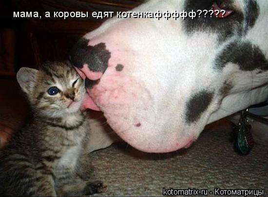 мама, а коровы едят котенкаффффф?????... Котоматрица: мама, а коровы едят котенкаффффф?????
