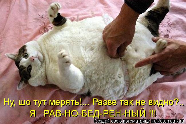 Ну, шо тут мерять!... Разве так не видно?.. Я РАВ-НО-БЕД-РЕН-НЫЙ !!!... Котоматрица: Ну, шо тут мерять!... Разве так не видно?.. Я РАВ-НО-БЕД-РЕН-НЫЙ !!!