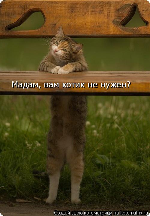 Мадам, вам котик не нужен?... Котоматрица: Мадам, вам котик не нужен?