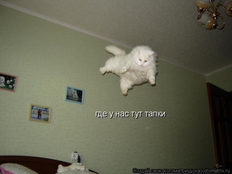 где у нас тут тапки... Котоматрица: где у нас тут тапки