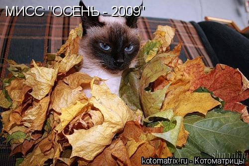 МИСС "ОСЕНЬ - 2009"... Котоматрица: МИСС "ОСЕНЬ - 2009"