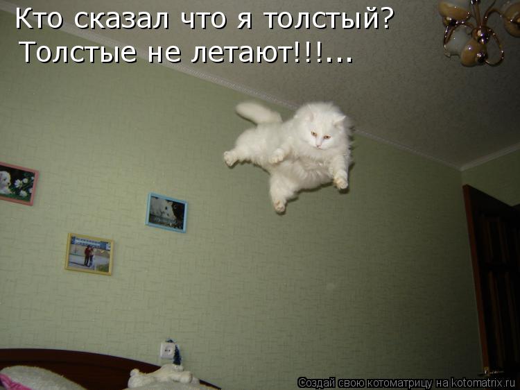 Кто сказал что я толстый? Толстые не летают!!!...... Котоматрица: Кто сказал что я толстый? Толстые не летают!!!...