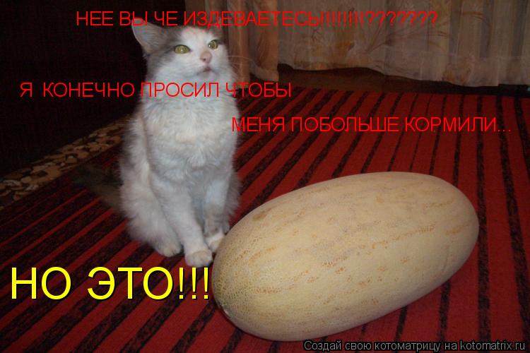 НЕЕ ВЫ ЧЕ ИЗДЕВАЕТЕСЬ!!!!!!!!??????? Я КОНЕЧНО ПРОСИЛ ЧТОБЫ МЕНЯ ПОБОЛЬШЕ КОРМИЛИ... НО ЭТО!!!... Котоматрица: НЕЕ ВЫ ЧЕ ИЗДЕВАЕТЕСЬ!!!!!!!!??????? Я КОНЕЧНО ПРОСИЛ ЧТОБЫ МЕНЯ ПОБОЛЬШЕ КОРМИЛИ... НО ЭТО!!!