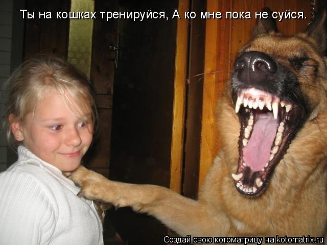 Ты на кошках тренируйся, А ко мне пока не суйся.... Котоматрица: Ты на кошках тренируйся, А ко мне пока не суйся.