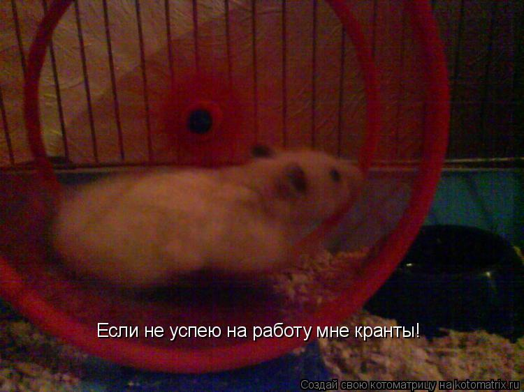 Если не успею на работу мне кранты!... Котоматрица: Если не успею на работу мне кранты!