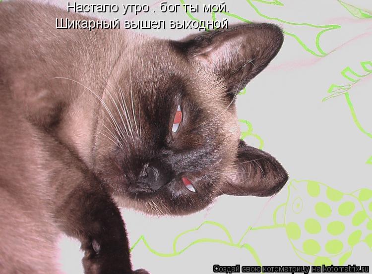 Настало утро – бог ты мой. Шикарный вышел выходной... Котоматрица: Настало утро – бог ты мой. Шикарный вышел выходной
