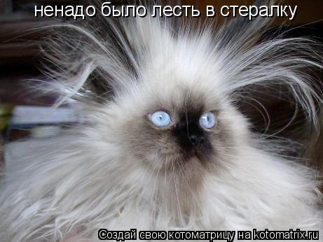 ненадо было лесть в стералку... Котоматрица: ненадо было лесть в стералку