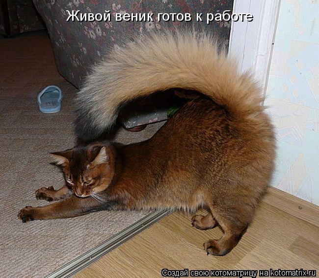 Живой веник готов к работе... Котоматрица: Живой веник готов к работе