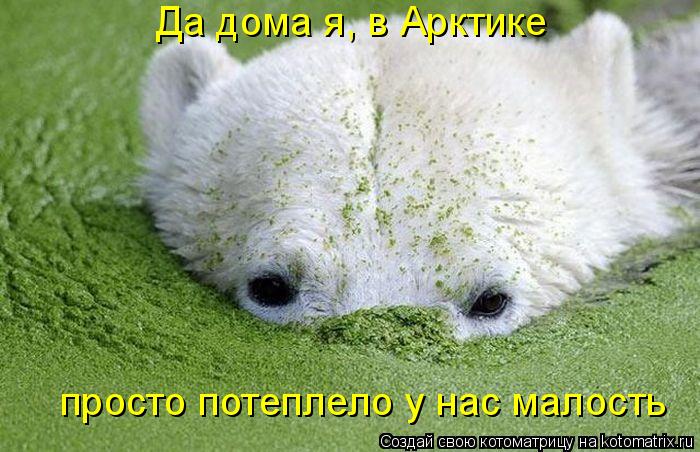 просто потеплело у нас малость Да дома я, в Арктике... Котоматрица: просто потеплело у нас малость Да дома я, в Арктике
