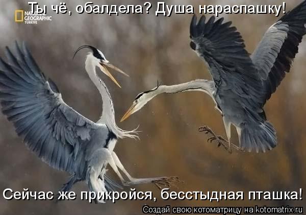 Сейчас же прикройся, бесстыдная пташка! Ты чё, обалдела? Душа нараспашку!... Котоматрица: Сейчас же прикройся, бесстыдная пташка! Ты чё, обалдела? Душа нараспашку!